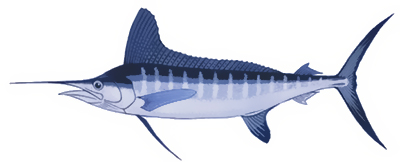 white marlin